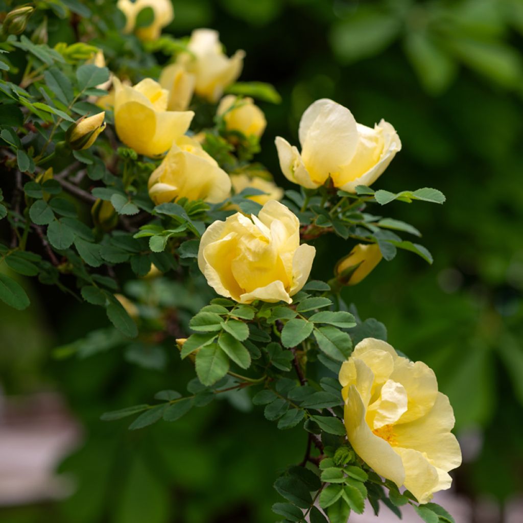 Rosa hugonis - Rosa botanico