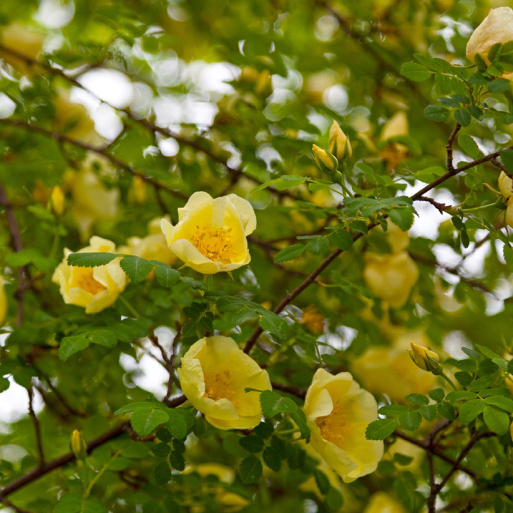 Rosa hugonis - Rosa botanico