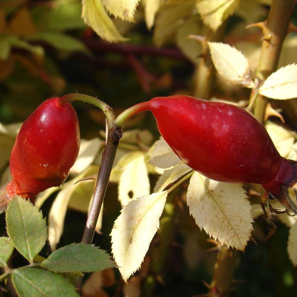 Rosa pendulina Bourgogne - Rosa alpina