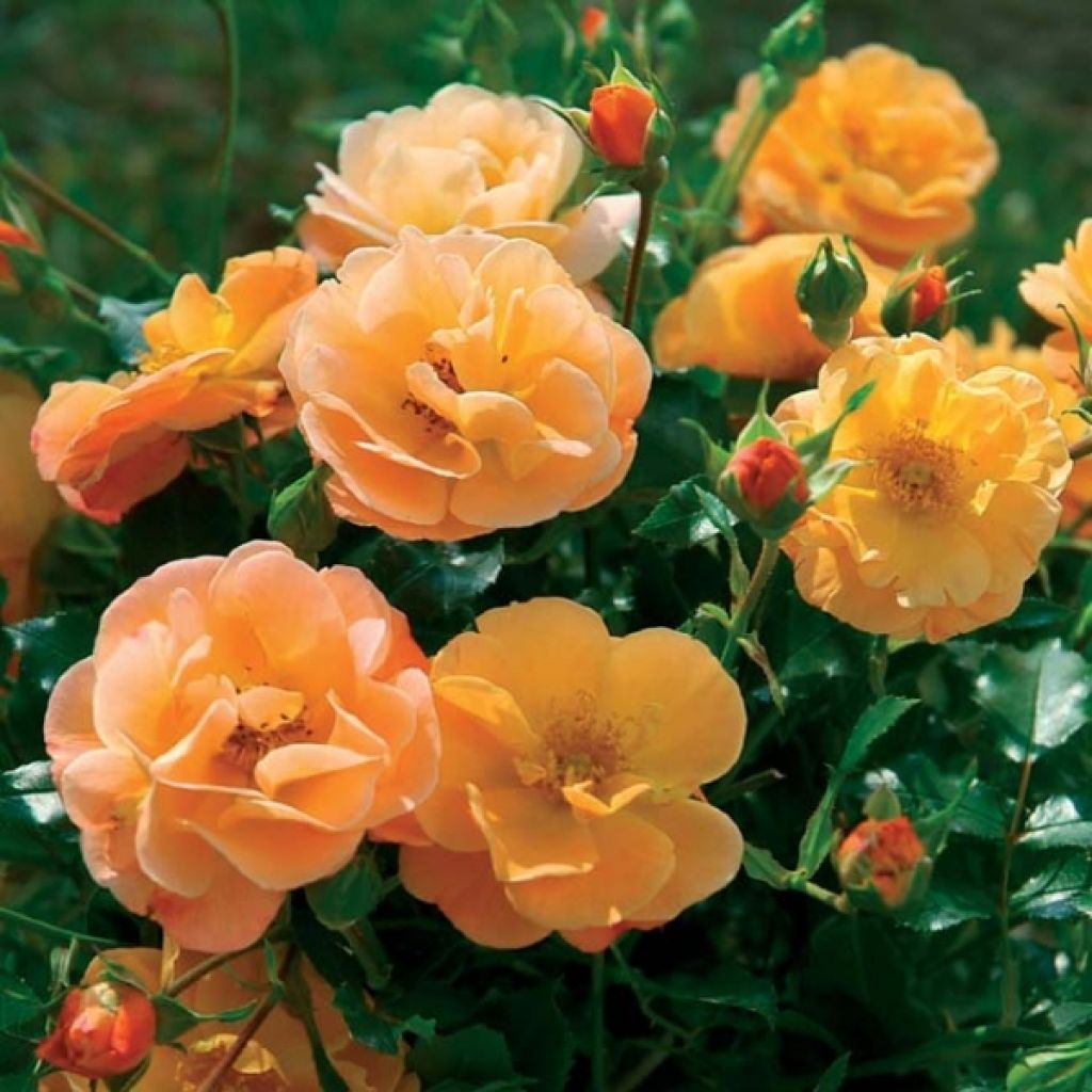 Rosa tappezzante Sedana