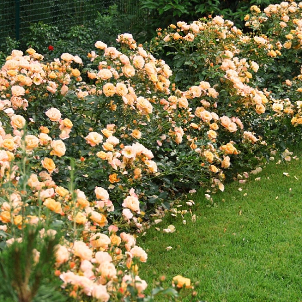 Rosa tappezzante Sedana