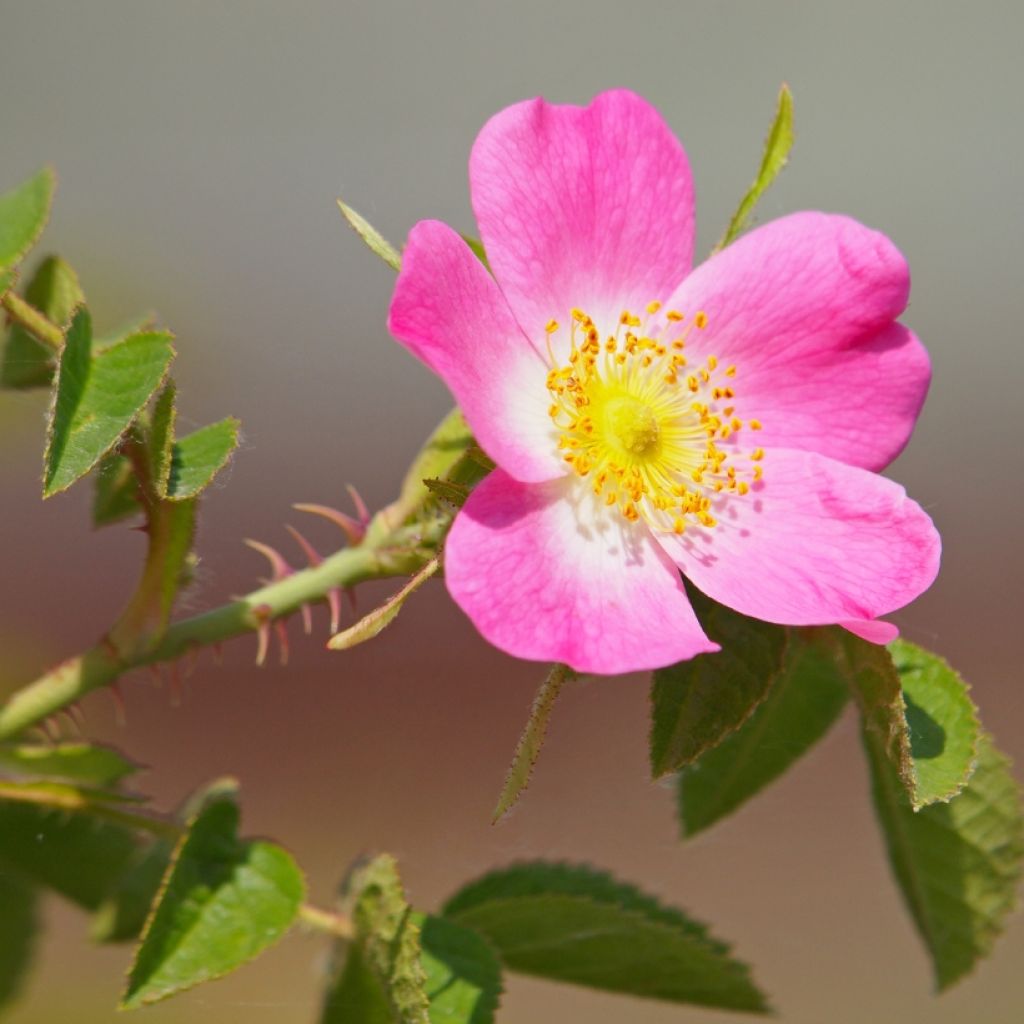 Rosa canina - Rosa selvatica comune