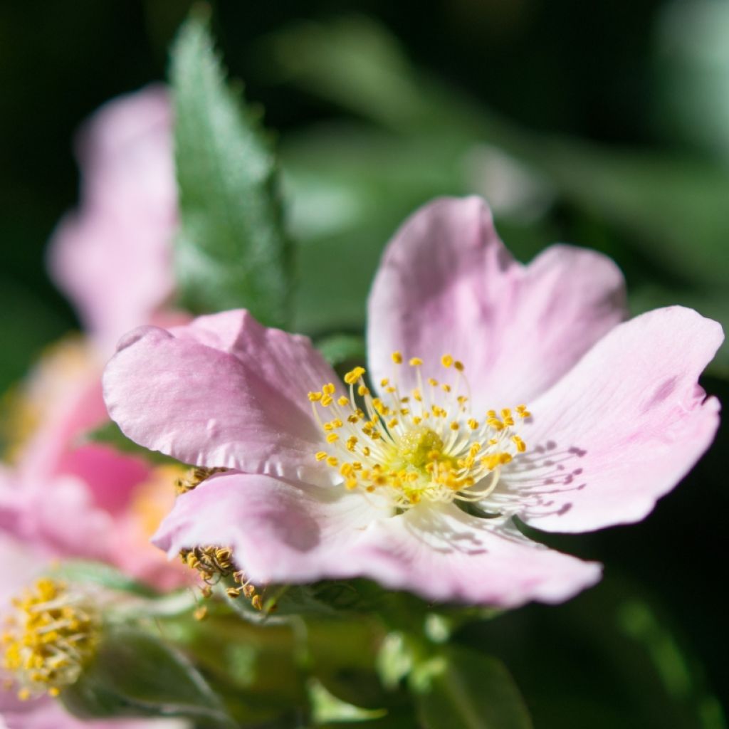 Rosa canina - Rosa selvatica comune