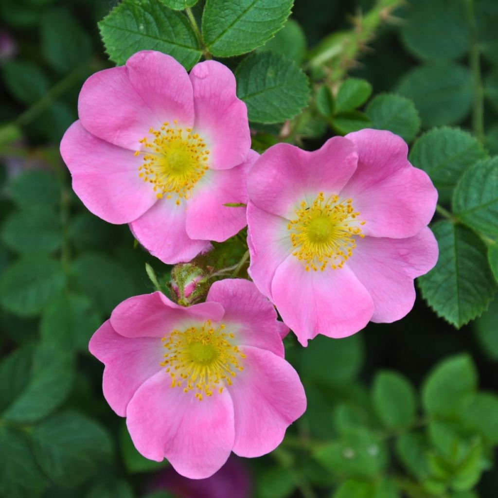 Rosa canina - Rosa selvatica comune