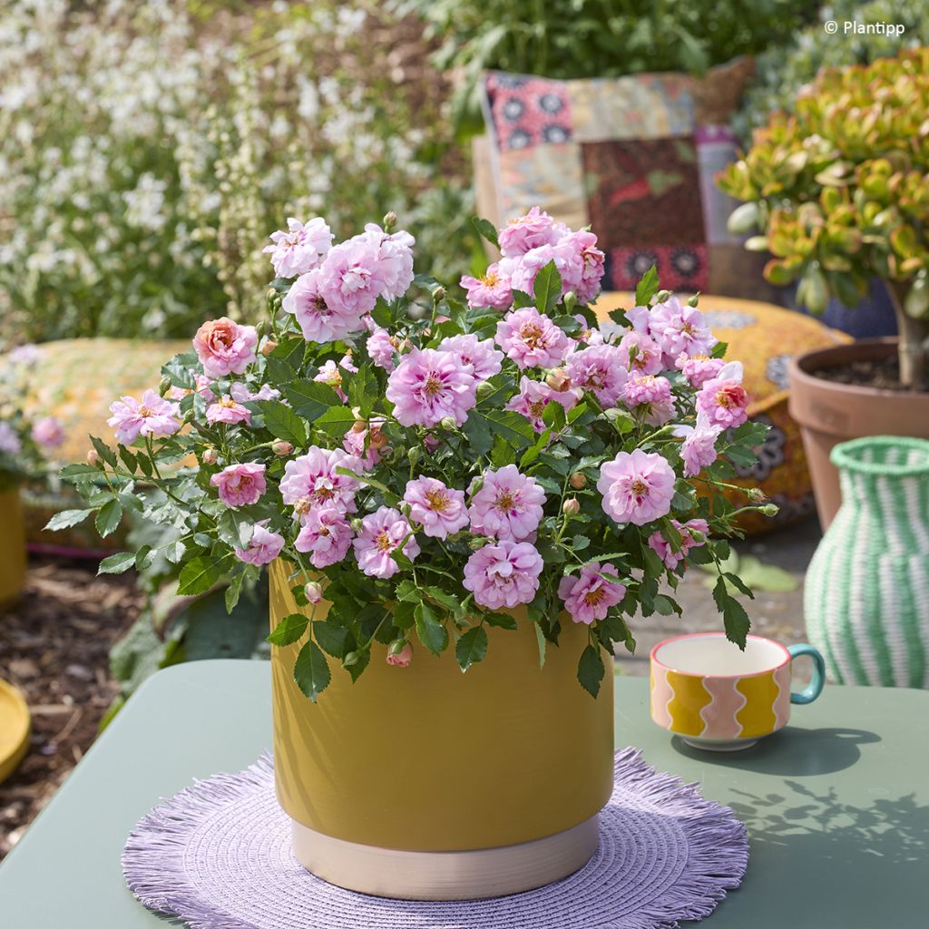 Rosa tappezzante Amirose