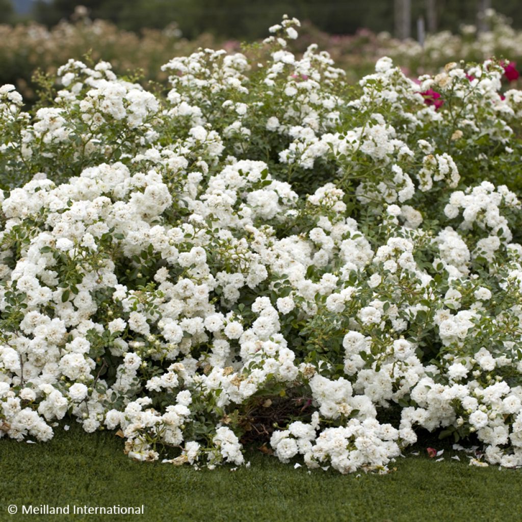 Rosa tappezzante Icy Drift