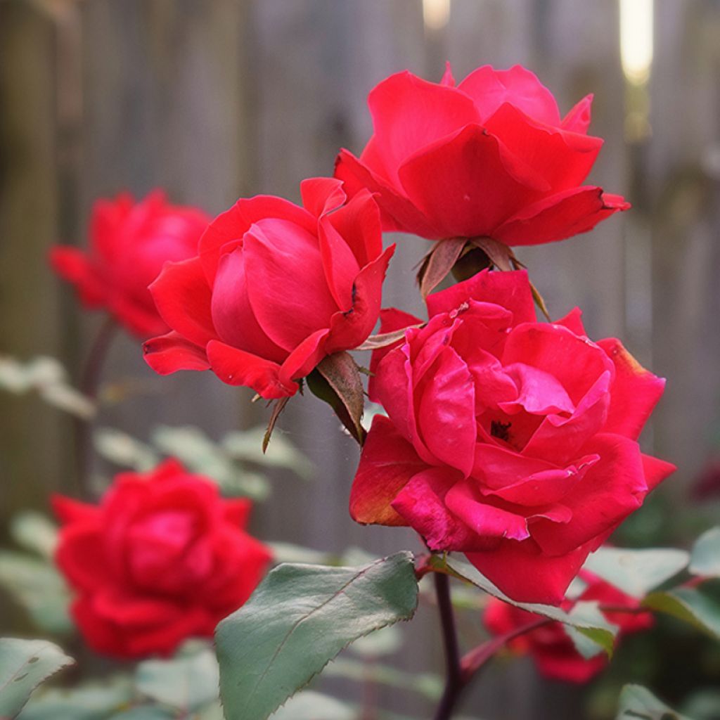 Rosa tappezzante Knock Out Radrazz