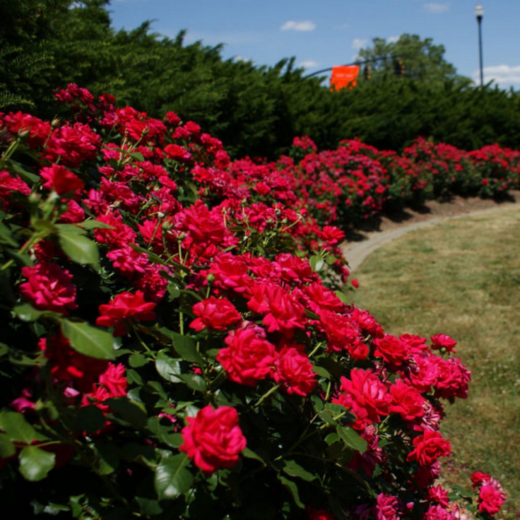 Rosa tappezzante Knock Out Radrazz