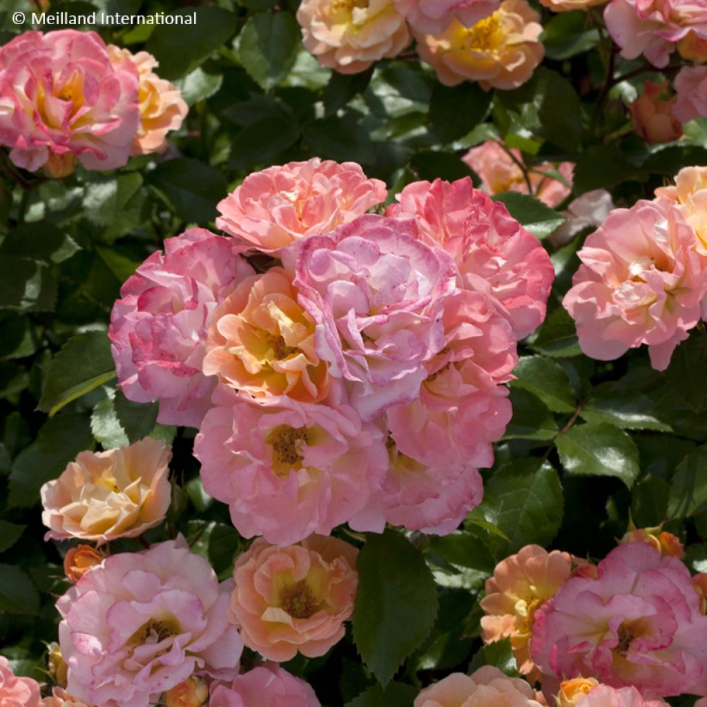 Rosa tappezzante Peach Drift