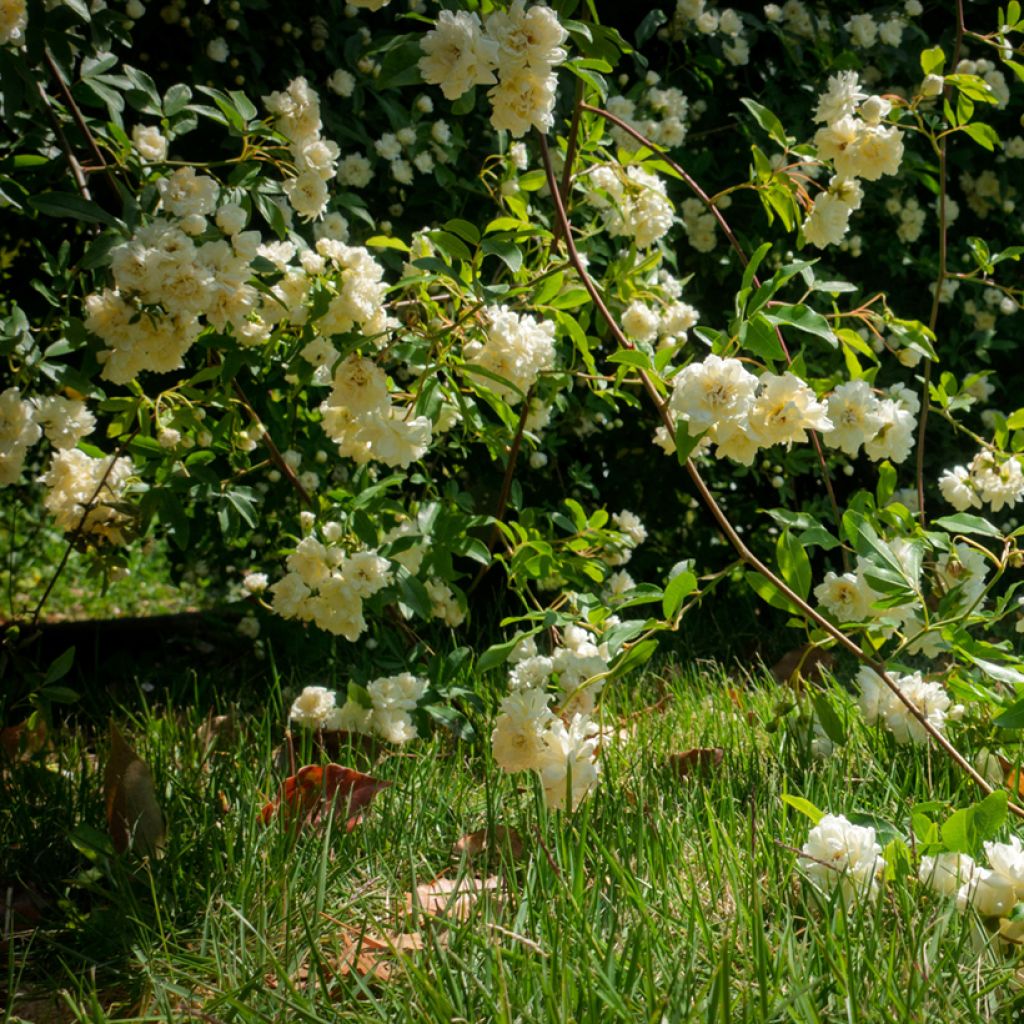 Rosa banksiae Lutea - Rosa di Lady Banks