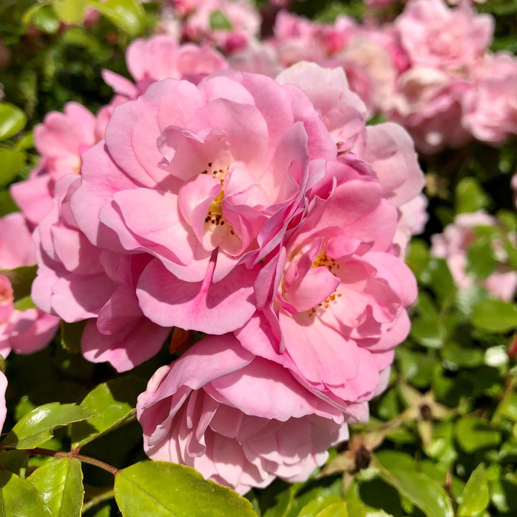 Rosa ad alberello Mareva