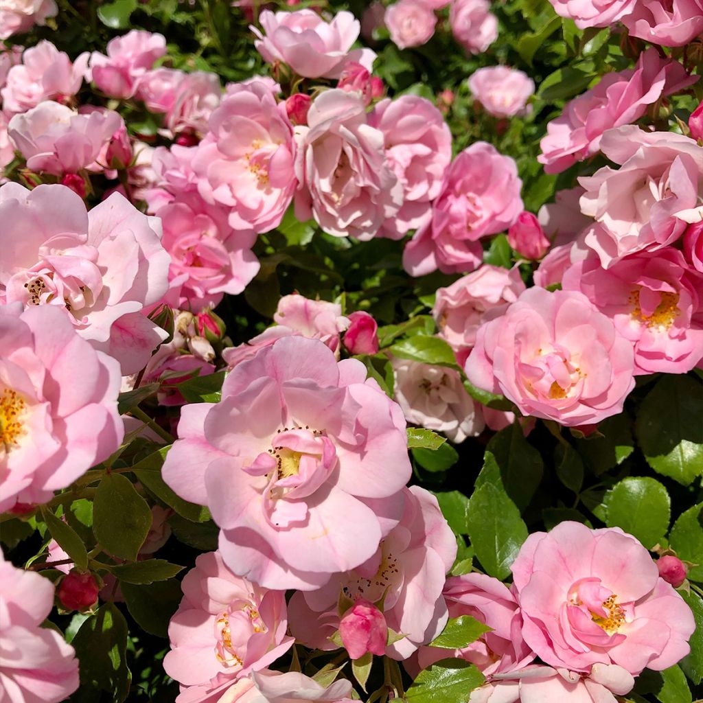 Rosa ad alberello Mareva