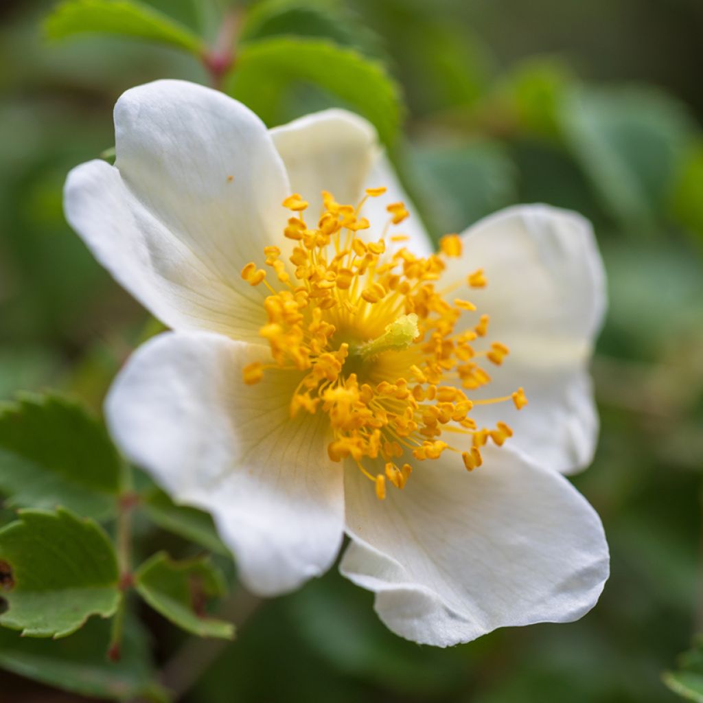Rosa arvensis - Rosa cavallina