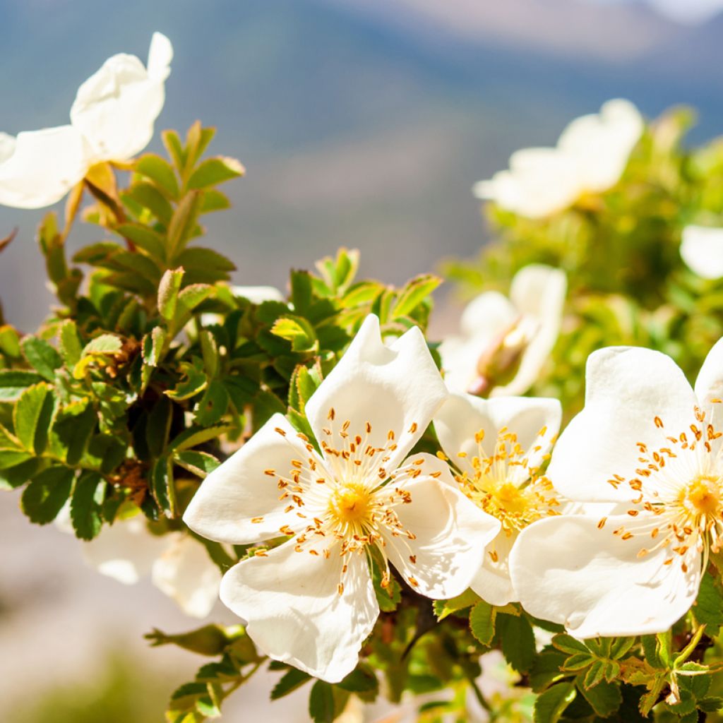 Rosa arvensis - Rosa cavallina
