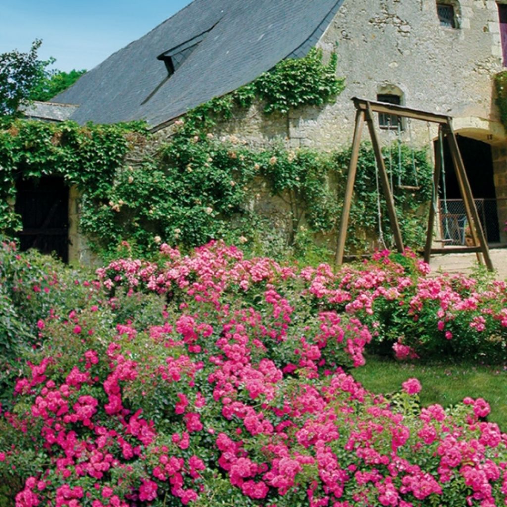Rosa tappezzante Heidetraum (NOAtraum)