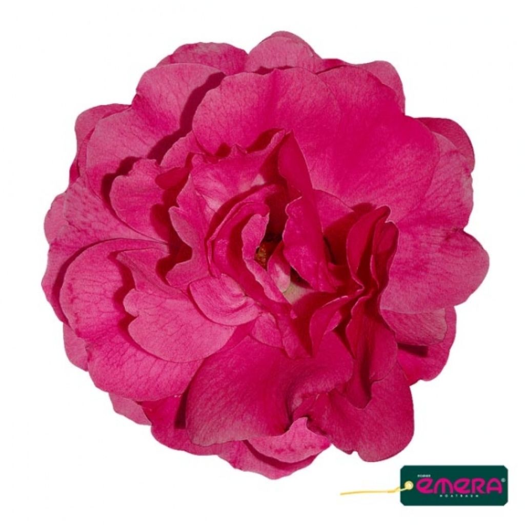 Rosa tappezzante Heidetraum (NOAtraum)