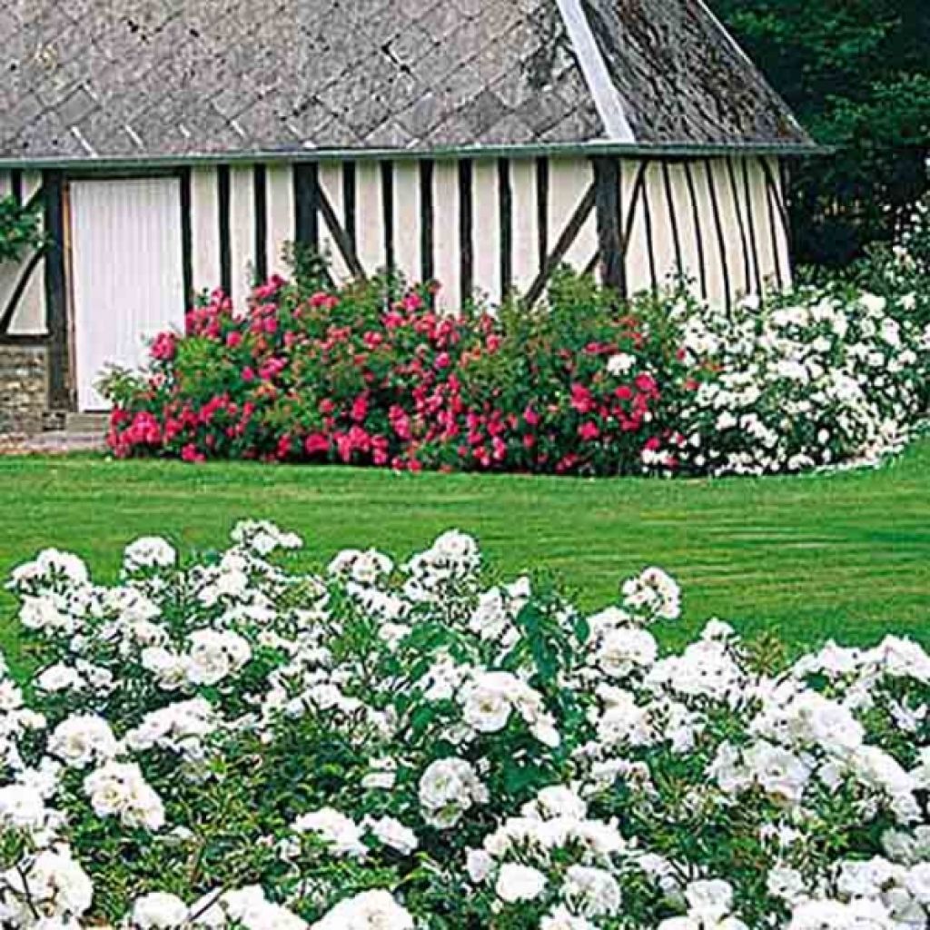 Rosa tappezzante Heidetraum (NOAtraum)