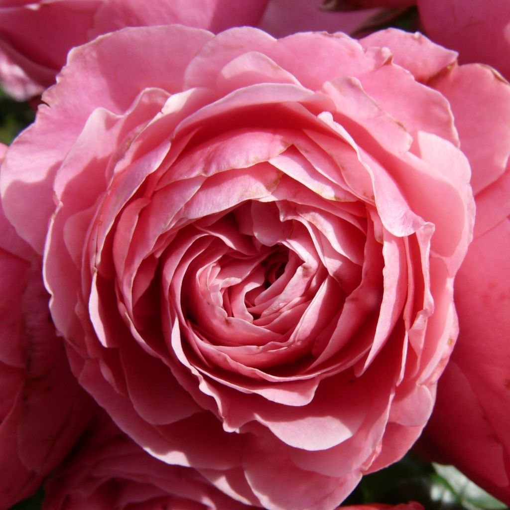 Rosa polyantha Pomponella