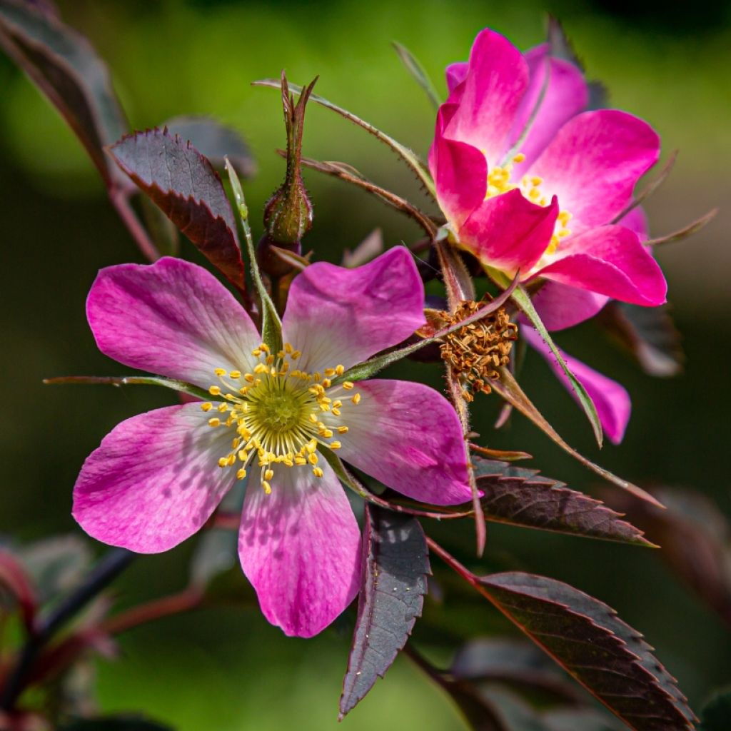 Rosa glauca - Rosa paonazza