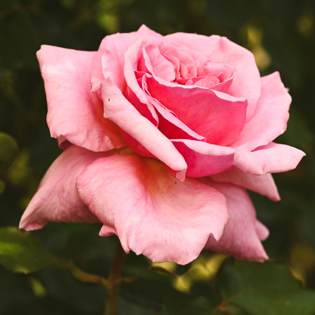 Rosa rampicante Aloha de Kordes