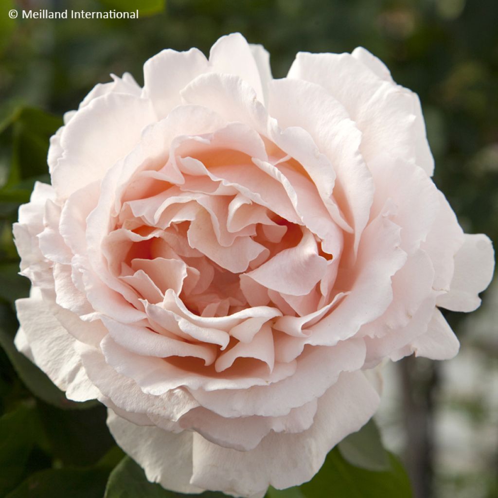 Rosa rampicante André Le Nôtre
