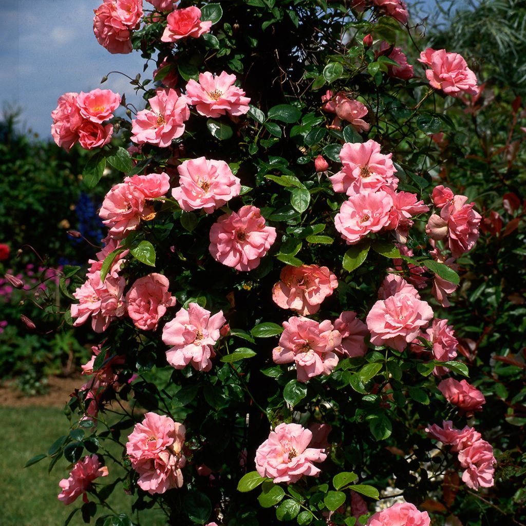 Rosa rampicante Bantry Bay