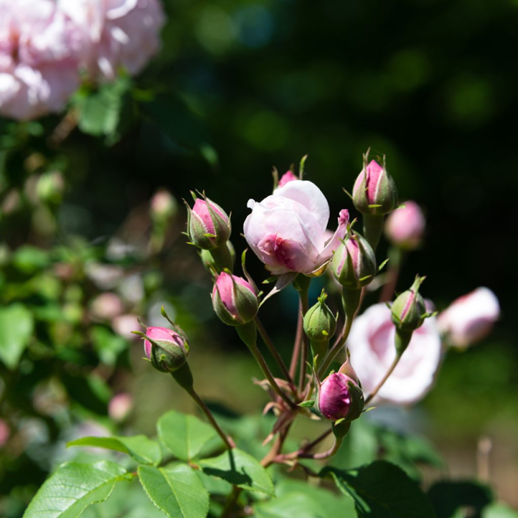 Rosa rampicante Blush Noisette