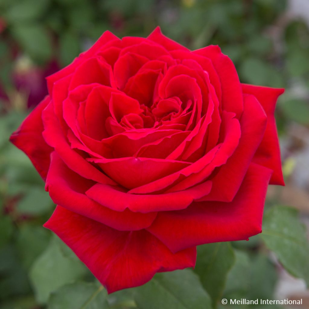 Rosa rampicante Botero