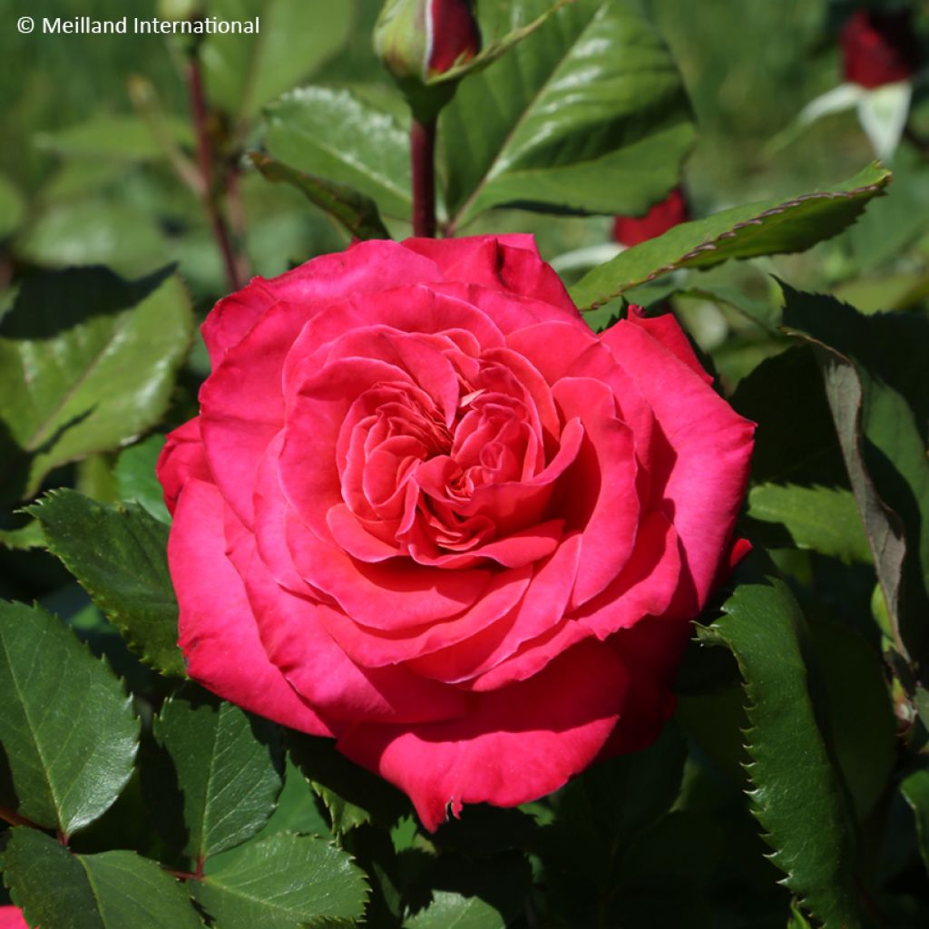 Rosa rampicante Cherry Explosion