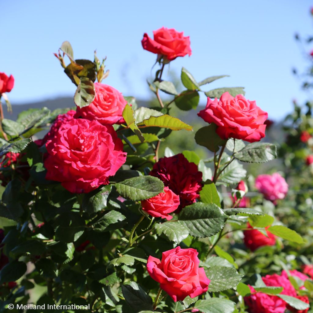 Rosa rampicante Cherry Explosion