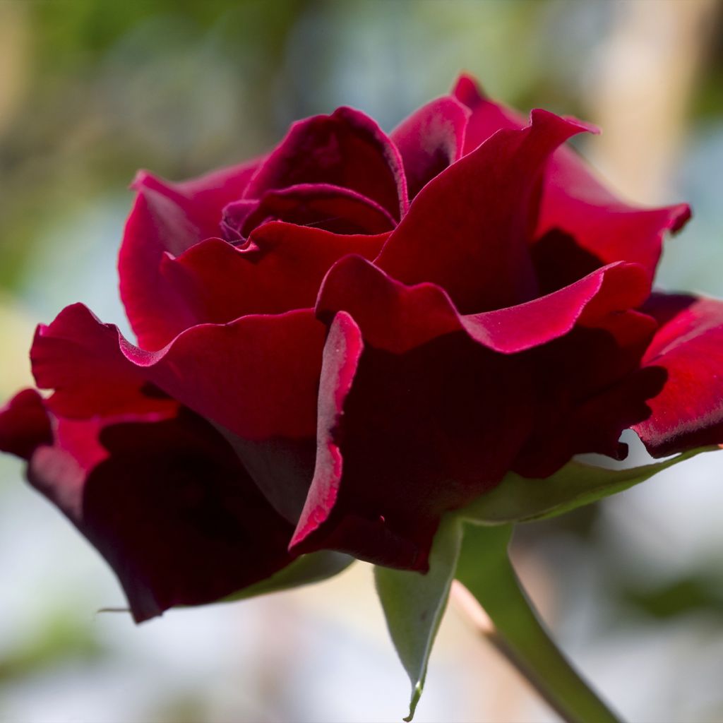 Rosa rampicante Etoile de Hollande