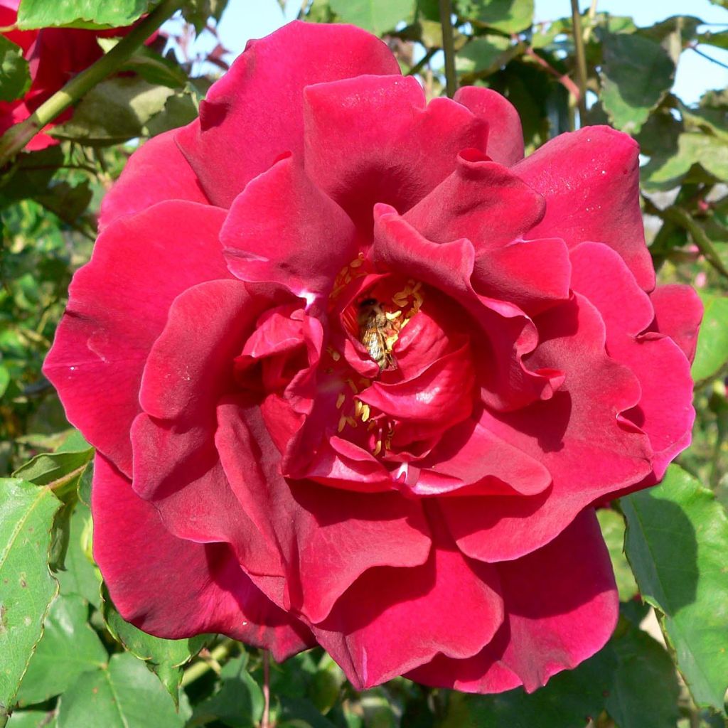 Rosa rampicante Etoile de Hollande