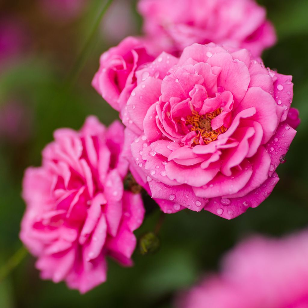 Rosa wichuraiana Excelsa - Rosa rampicante