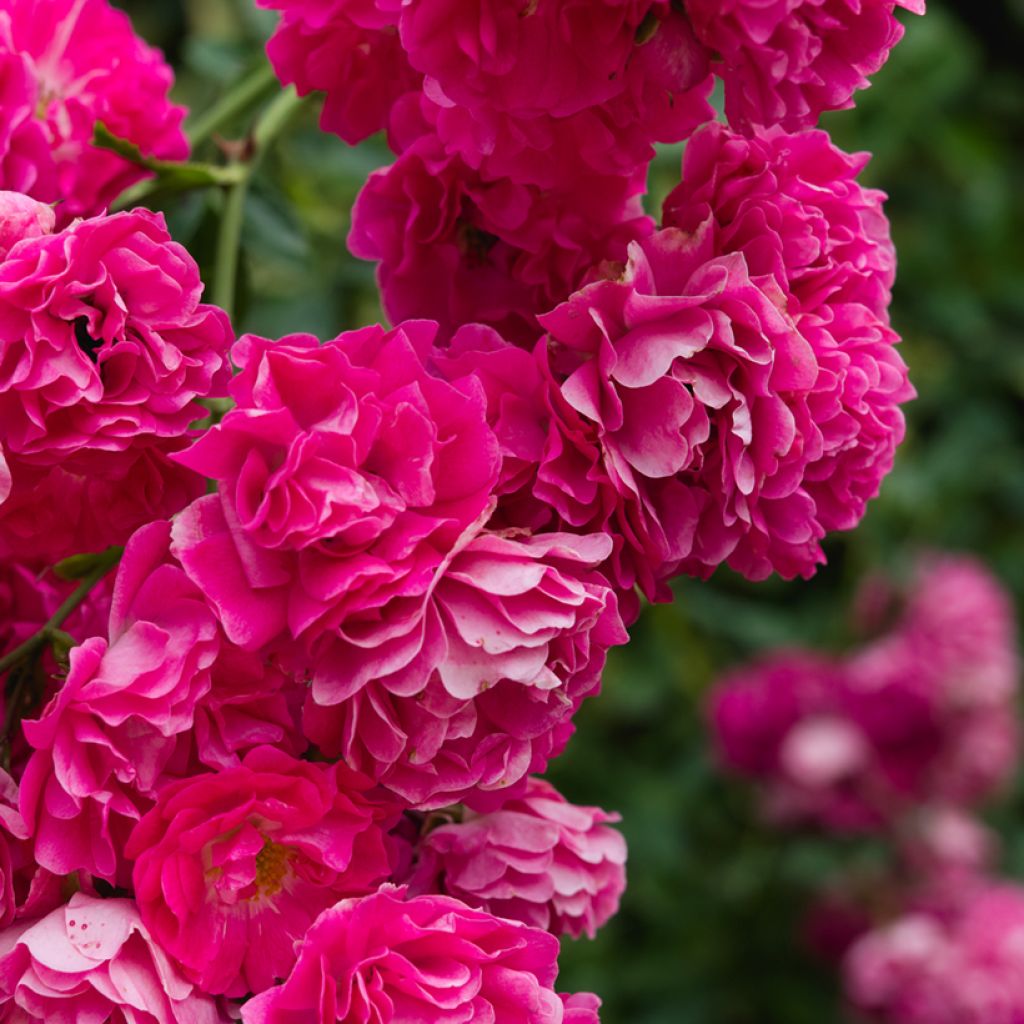 Rosa wichuraiana Excelsa - Rosa rampicante