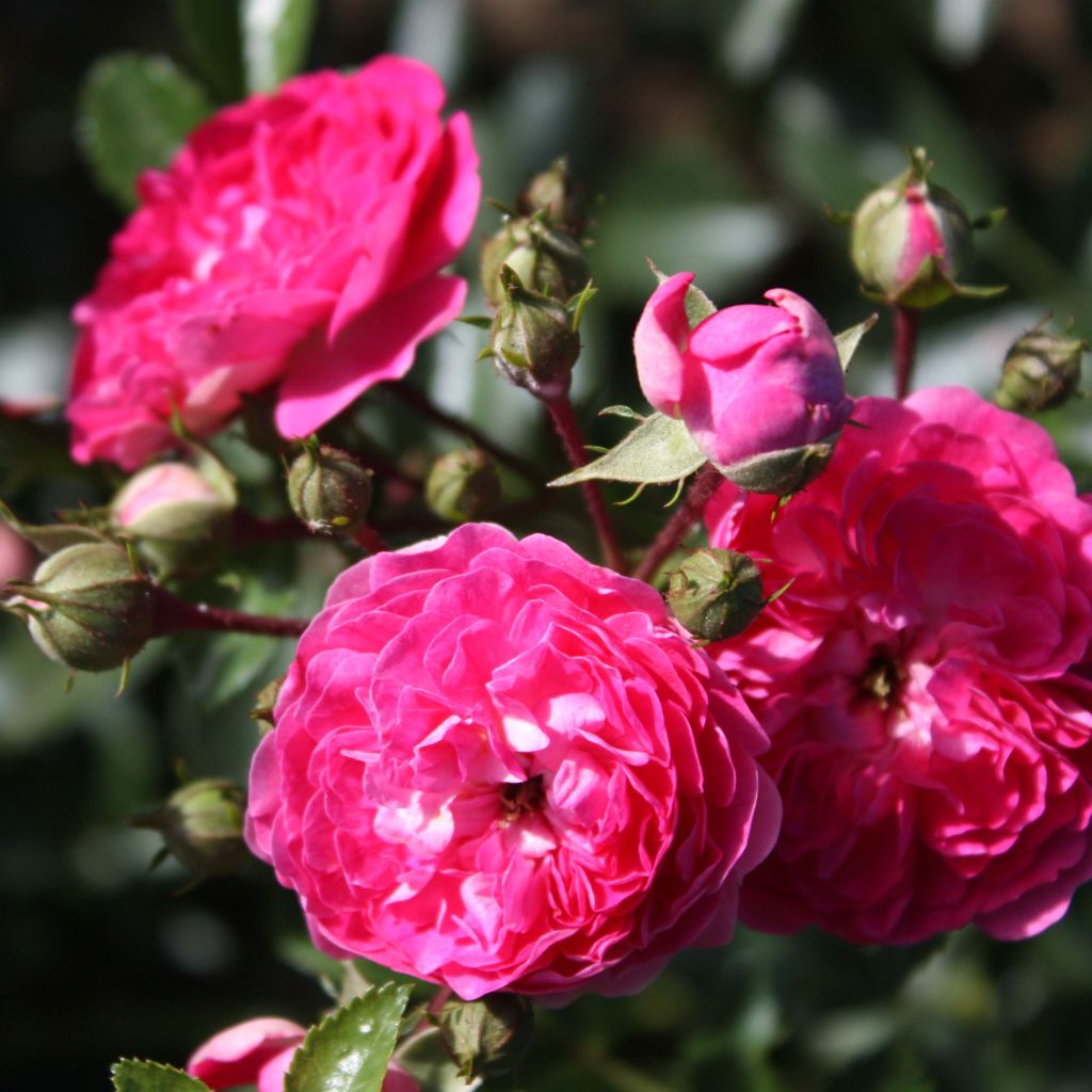 Rosa wichuraiana Excelsa - Rosa rampicante