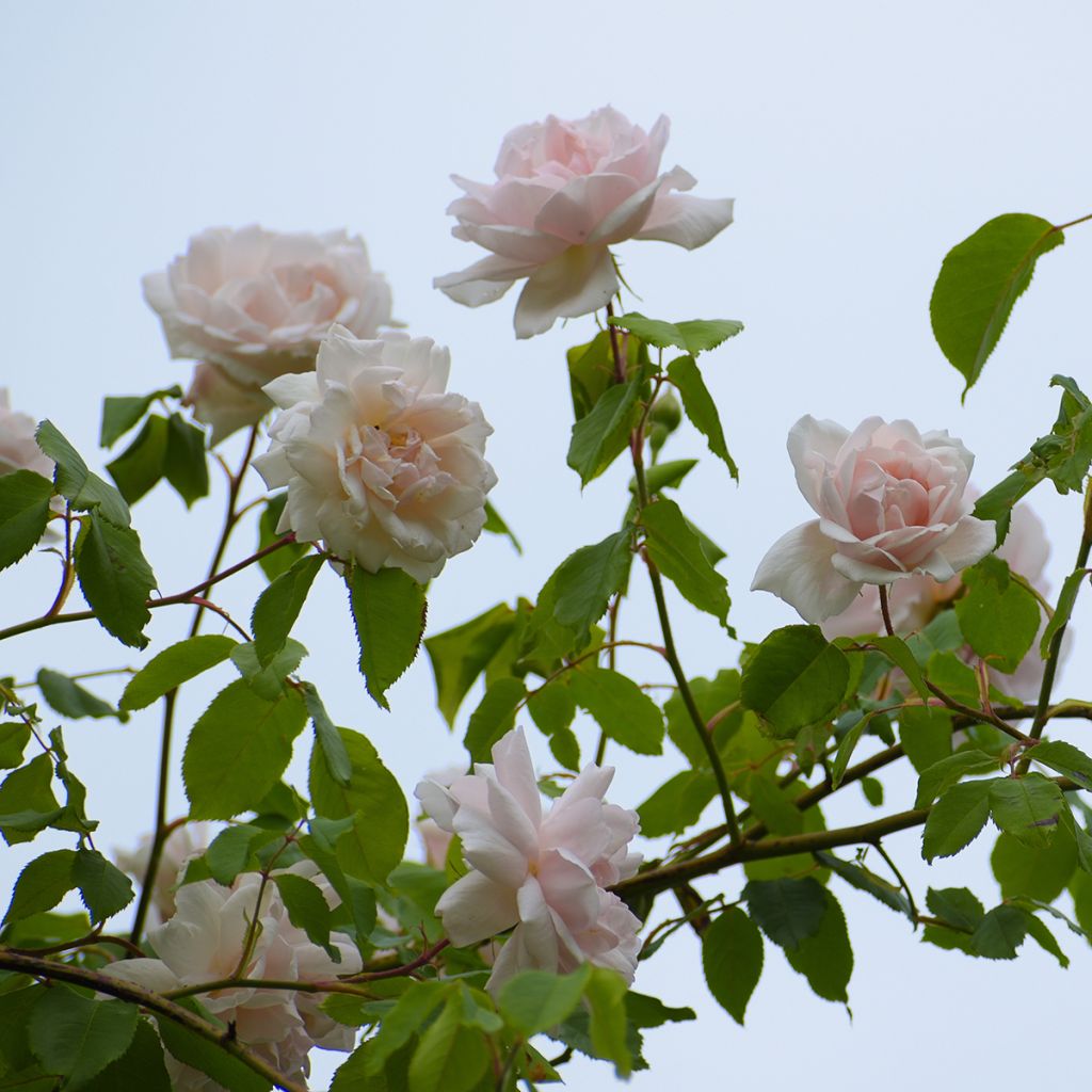 Rosa rampicante Madame Alfred Carrière