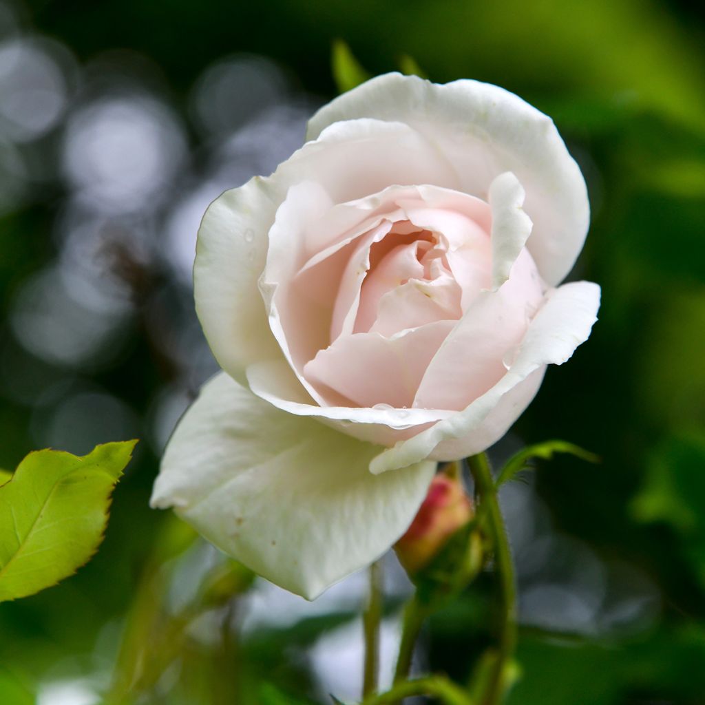 Rosa rampicante Madame Alfred Carrière