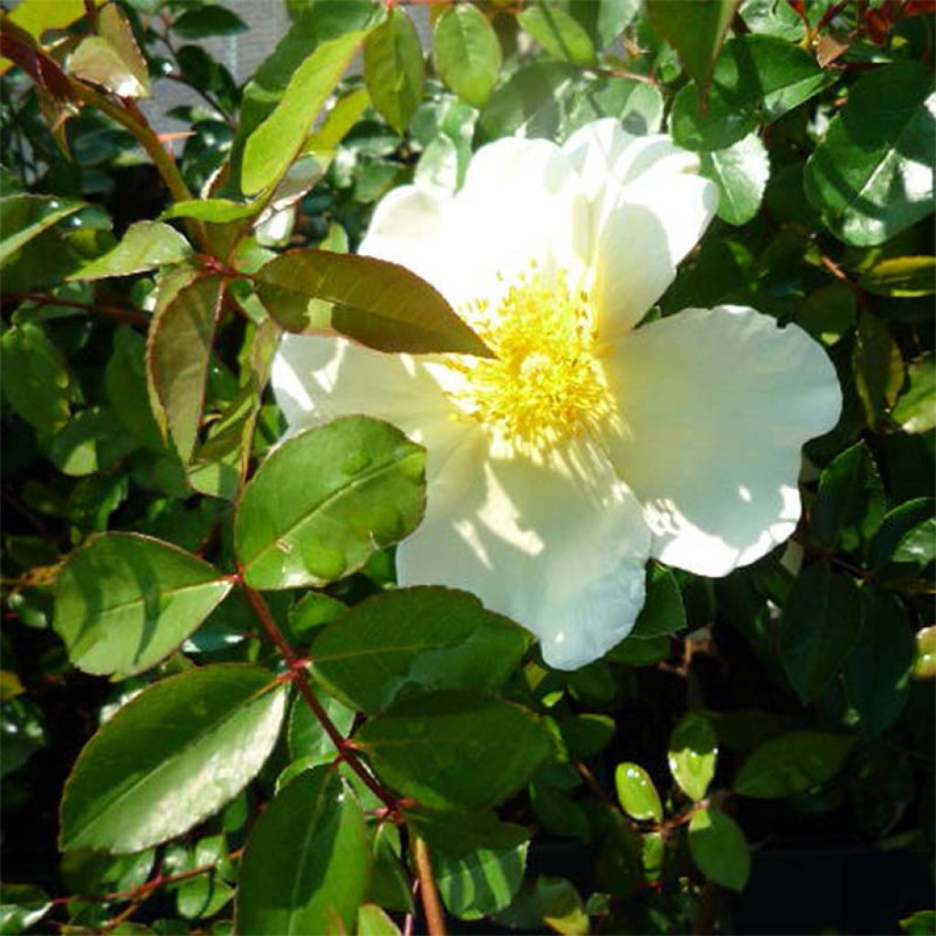 Rosa rampicante Mermaid