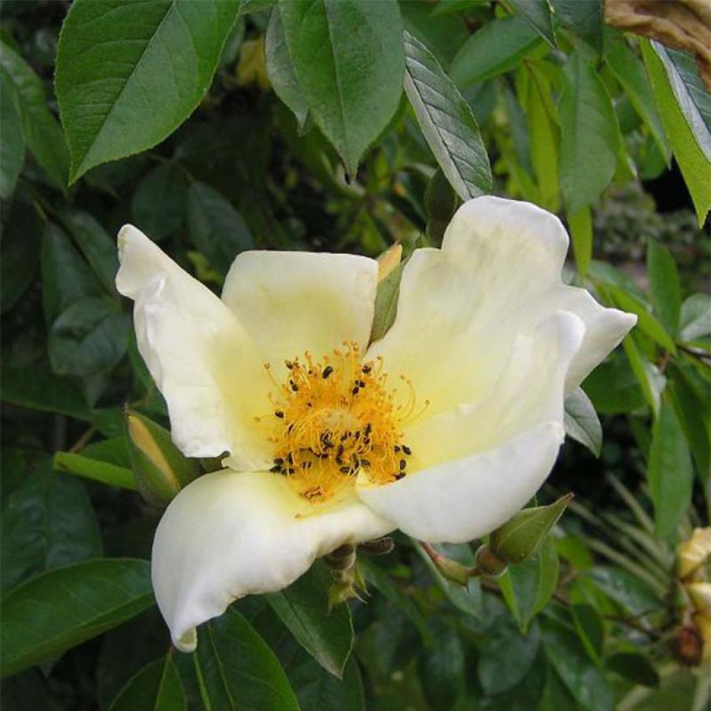 Rosa rampicante Mermaid