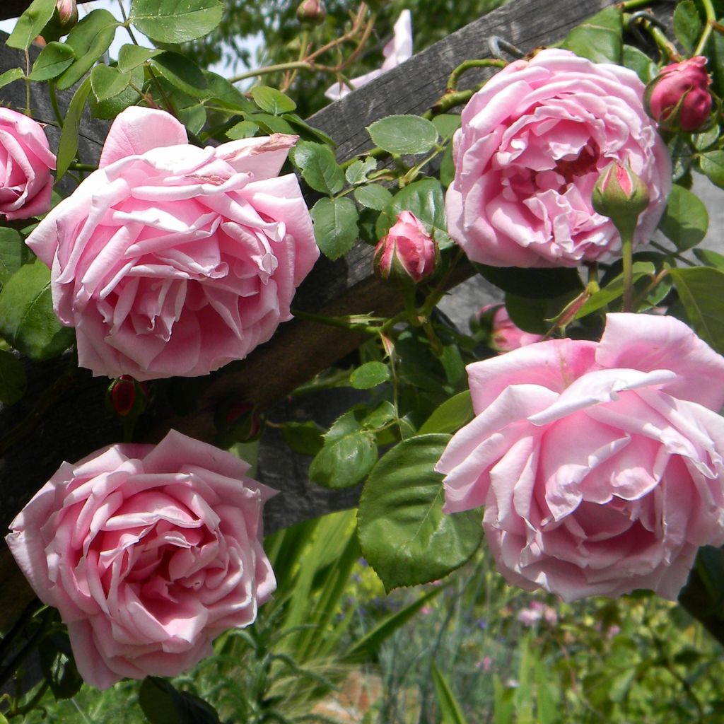 Rosa Mme Caroline Testout