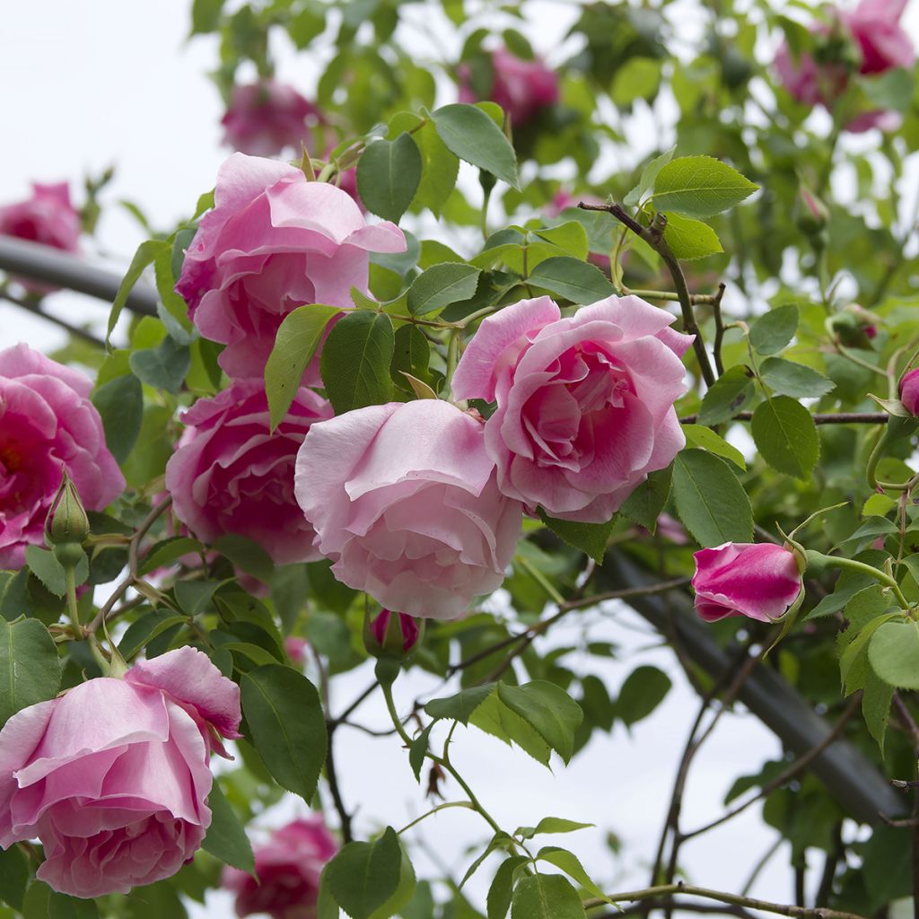 Rosa Mme Gregoire Staechelin