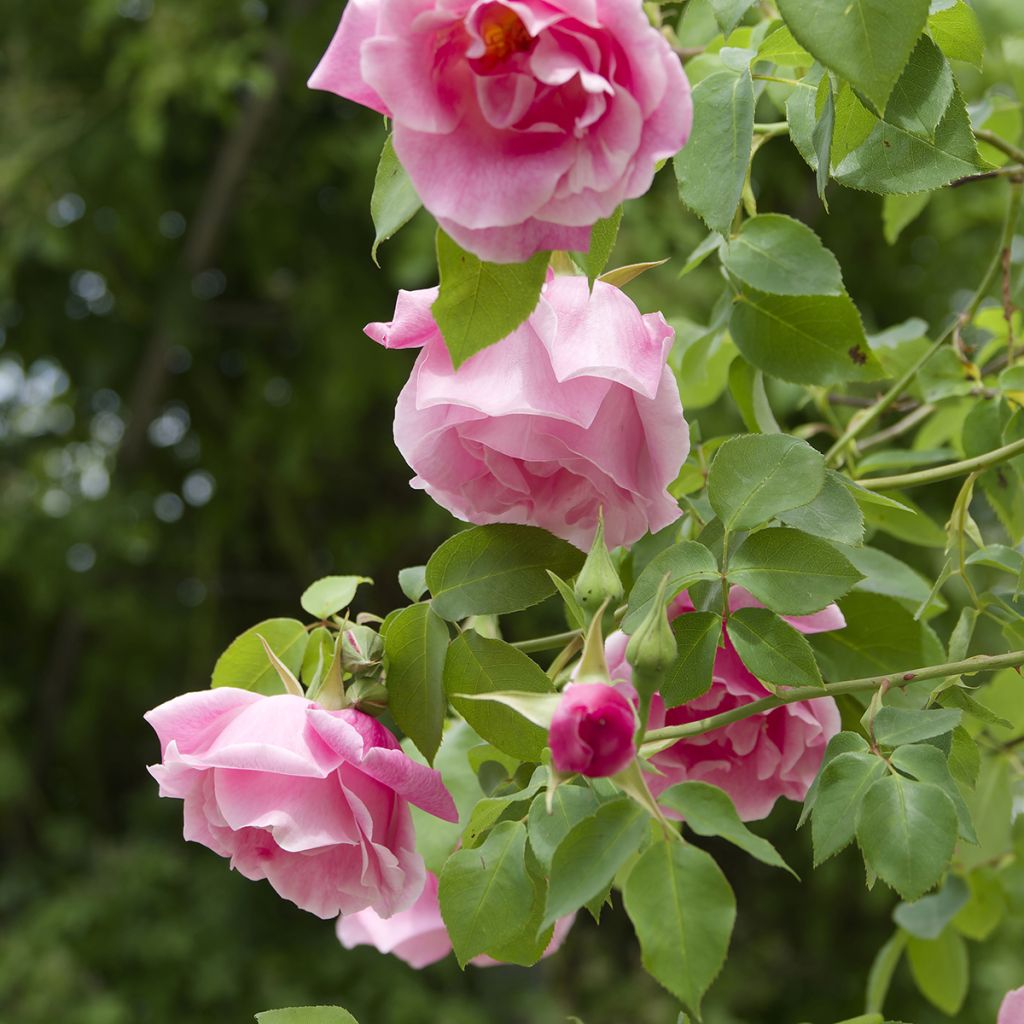 Rosa Mme Gregoire Staechelin