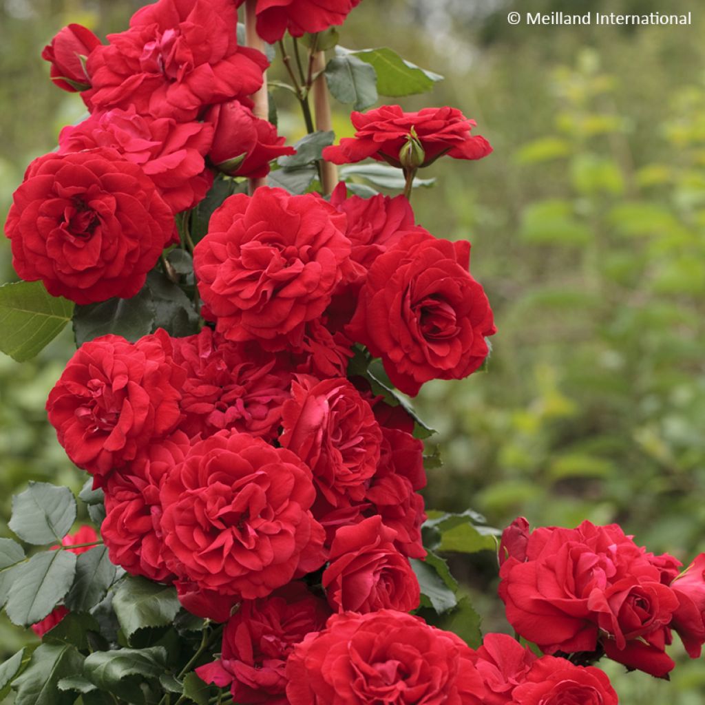 Rosa rampicante Negresco