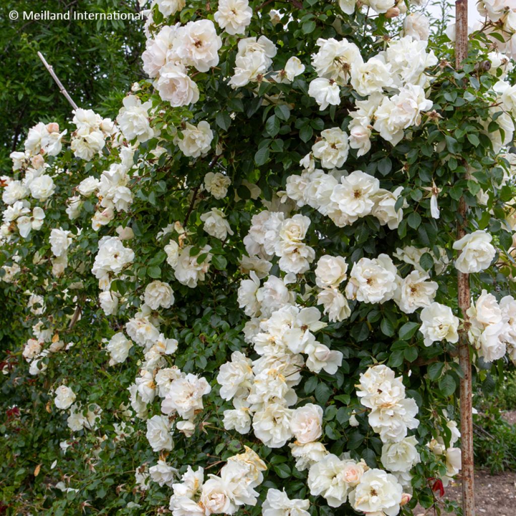 Rosier grimpant liane Jean Honoré Mus