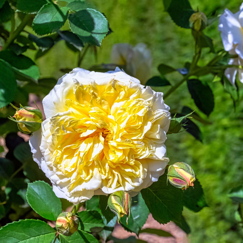 Rosa wichuraiana Albéric Barbier - Rosa rampicante