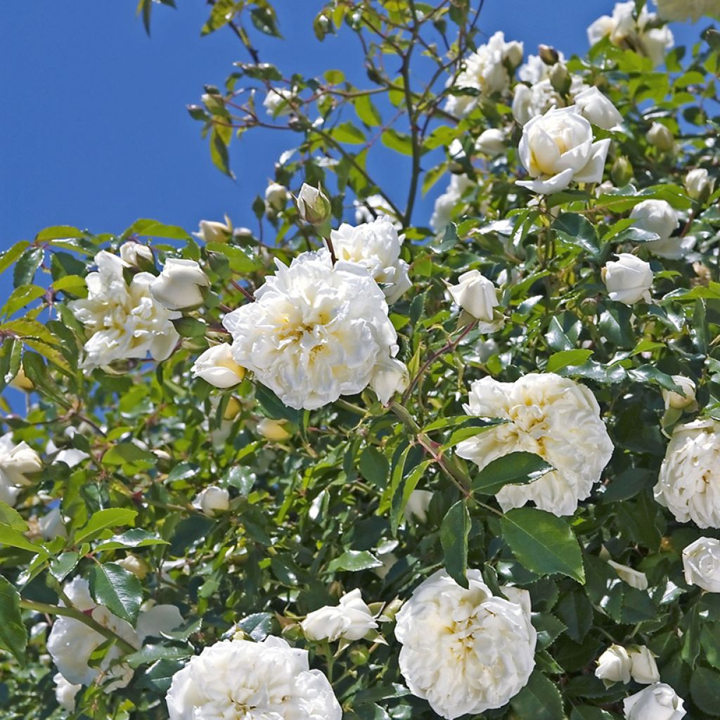 Rosa wichuraiana Albéric Barbier - Rosa rampicante
