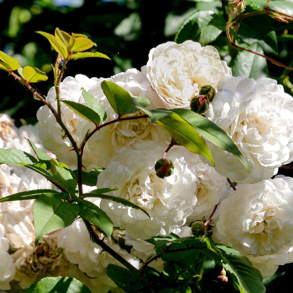 Rosa rampicante Felicité et Perpétue