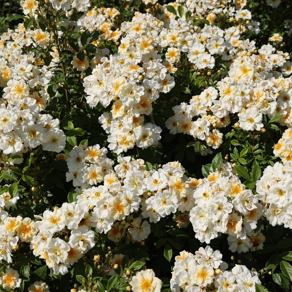 Rosa multiflora Goldfinch