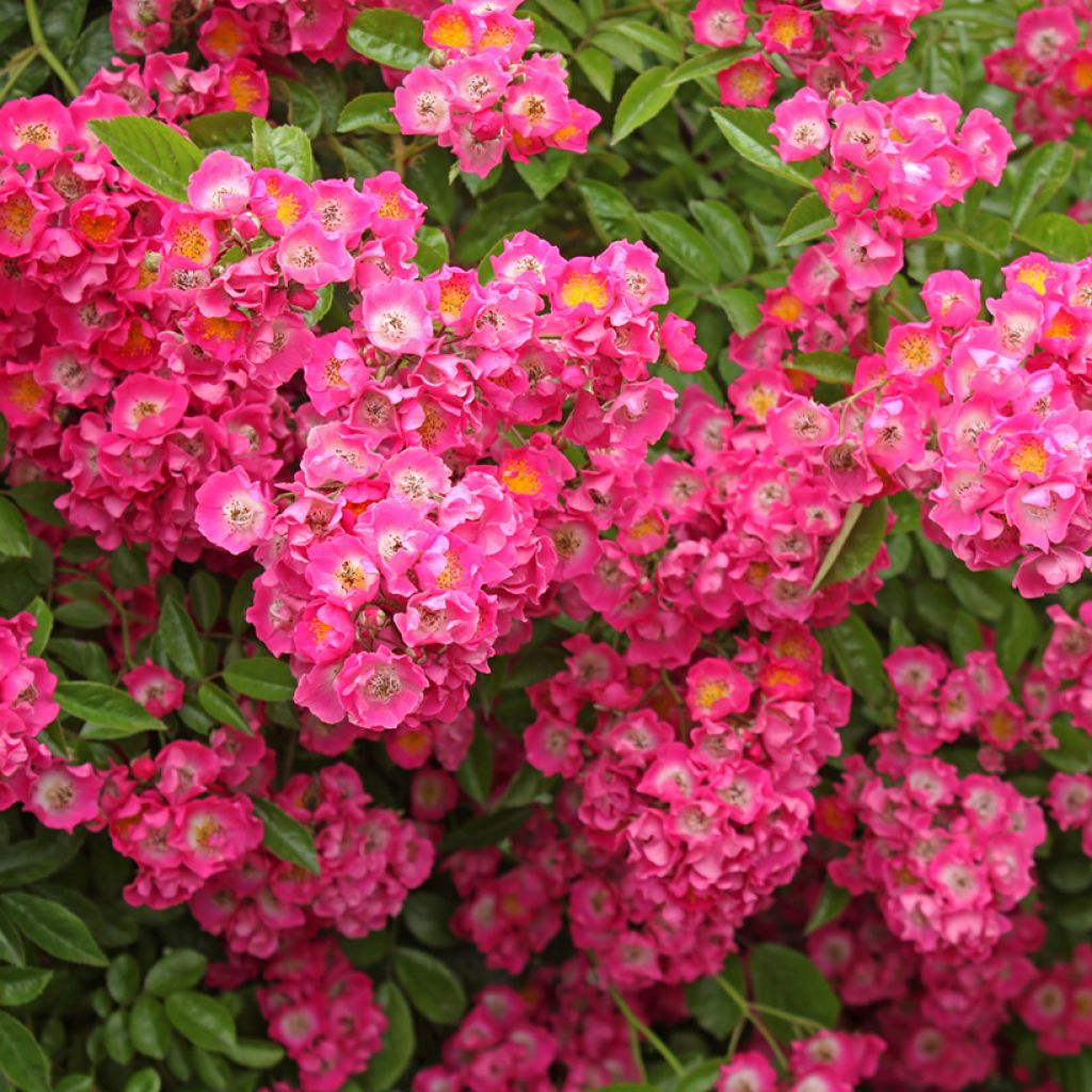 Rosa multiflora Maria Lisa