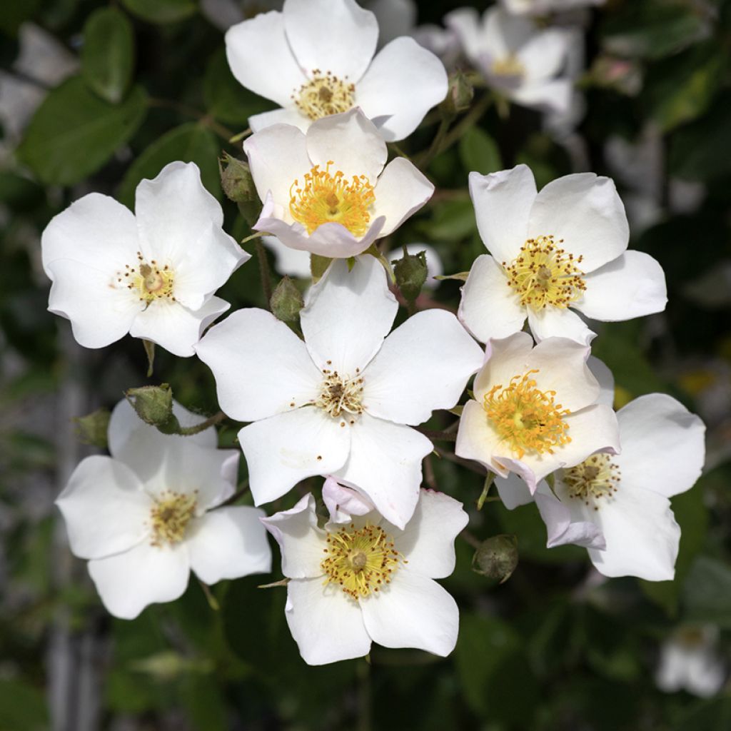 Rosa rampicante Kiftsgate